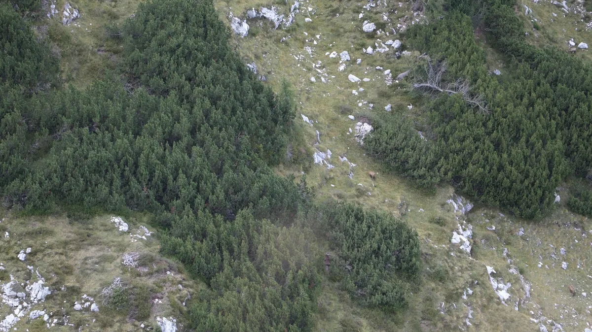 Pine Canopy — Provia/Standard