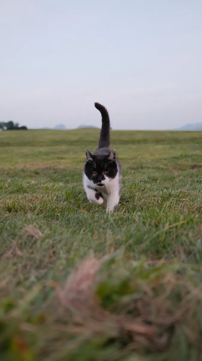 Meadow Cat · Classic Chrome
