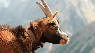 Mountain Goat · Classic Chrome