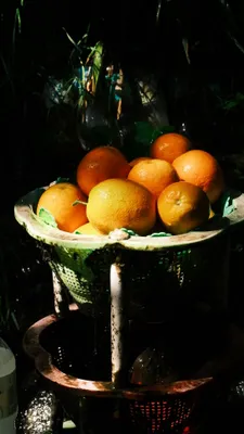 Oranges in the Shade · Classic Neg.