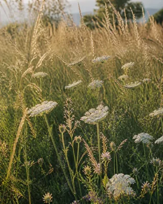Meadow Light · Nostalgic Neg.